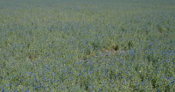 Lentil field in bloom