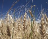 The 2019 wheat market looks a lot like it did in 2016
