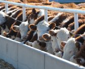 COVID-19: Government Response, Global Trade, and Livestock Markets