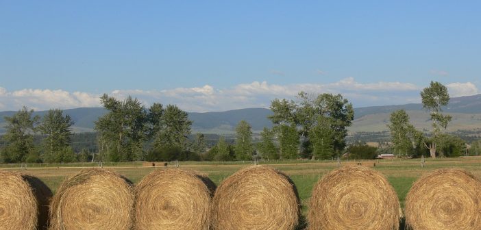 Haystack Hay Montana Field  - amychyde / Pixabay