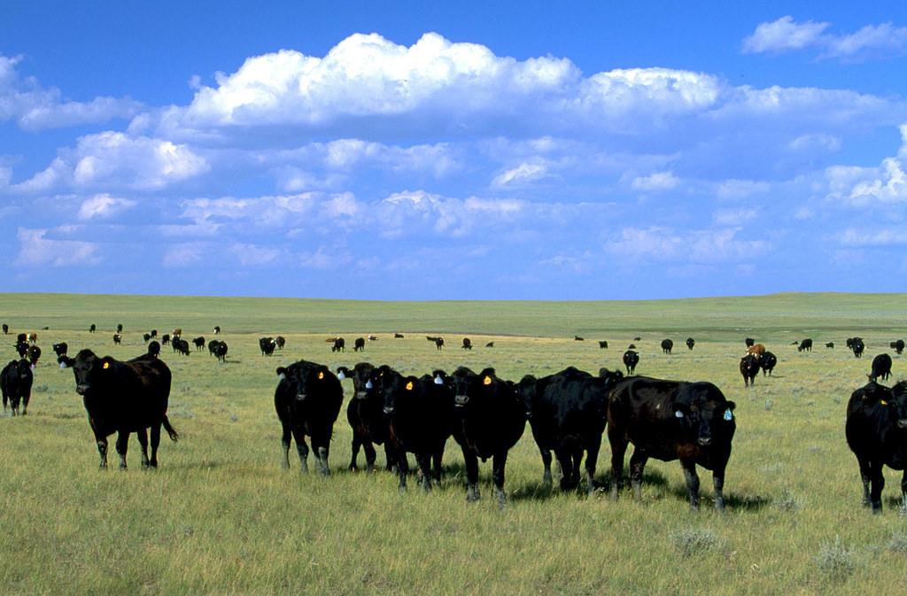 What Does JD And China Mean For The Future Of Montana Beef AgEconMT